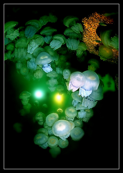Пещера медуз